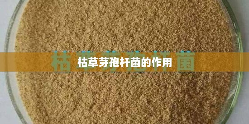 枯草芽孢杆菌的作用