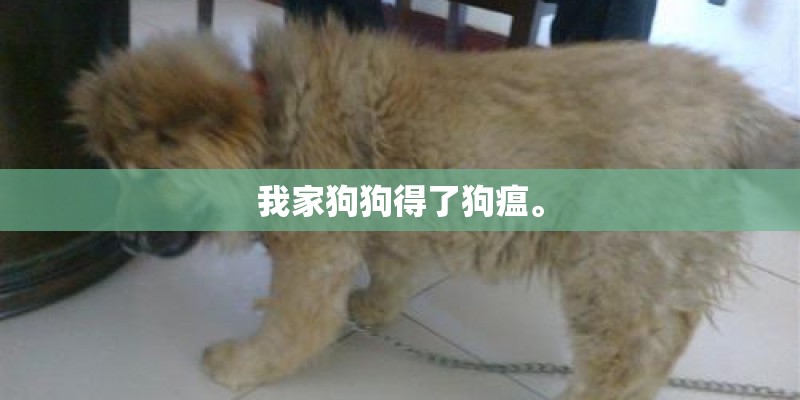 我家狗狗得了狗瘟。