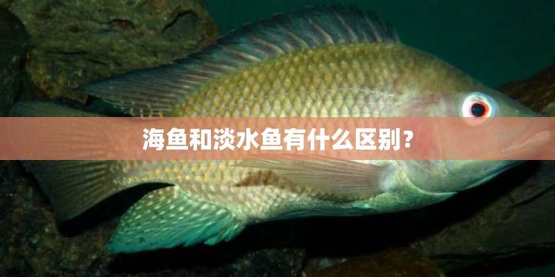 海鱼和淡水鱼有什么区别？