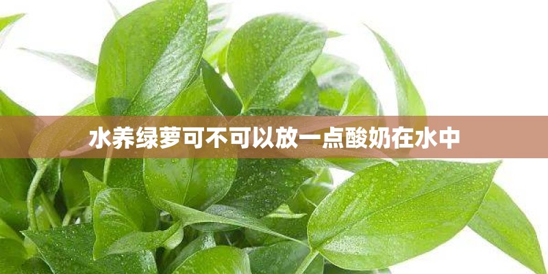 水养绿萝可不可以放一点酸奶在水中