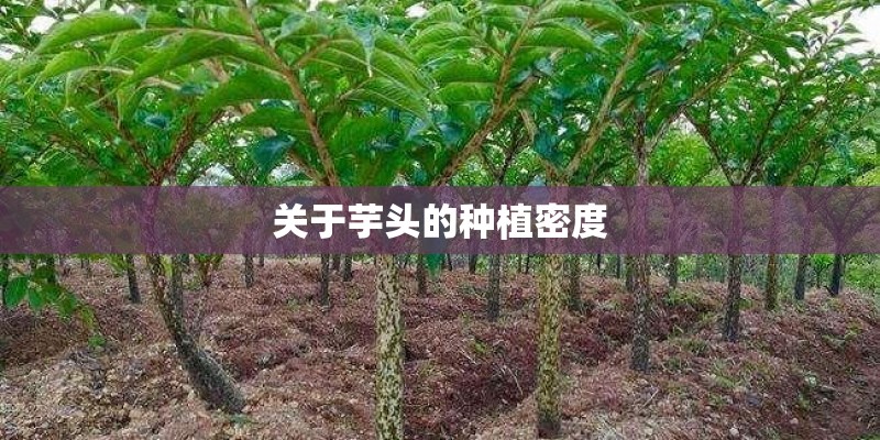 关于芋头的种植密度