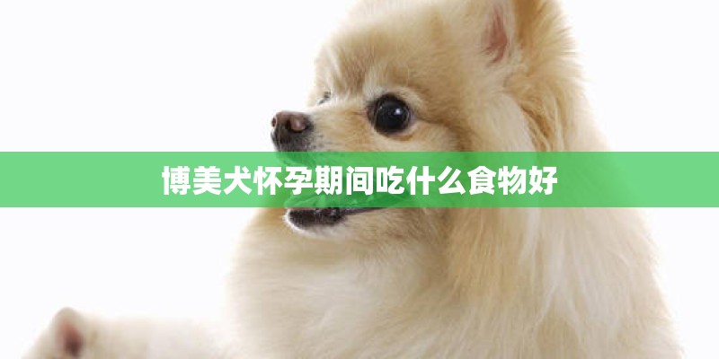 博美犬怀孕期间吃什么食物好