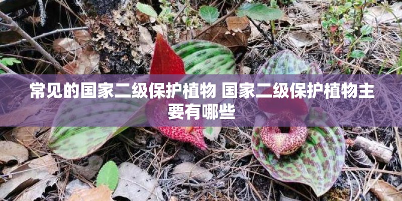 常见的国家二级保护植物 国家二级保护植物主要有哪些