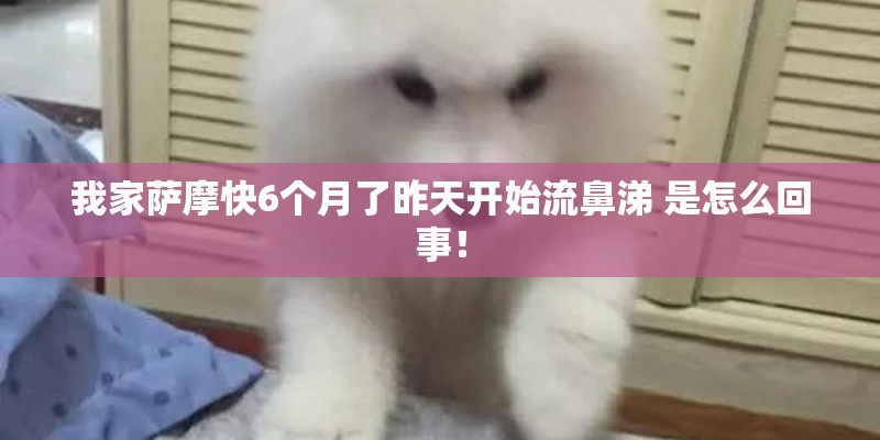 我家萨摩快6个月了昨天开始流鼻涕 是怎么回事! 我家萨摩快6个月了昨天开始流鼻涕 是怎么回事!