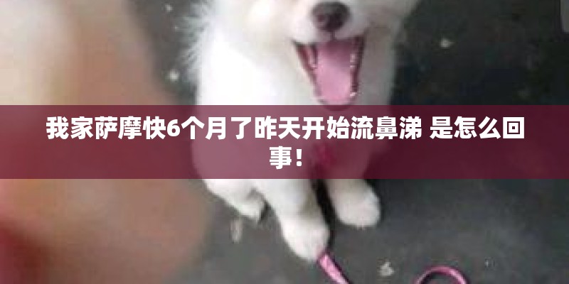 我家萨摩快6个月了昨天开始流鼻涕 是怎么回事! 我家萨摩快6个月了昨天开始流鼻涕 是怎么回事!