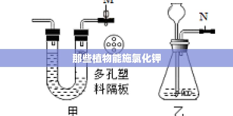 那些植物能施氯化钾