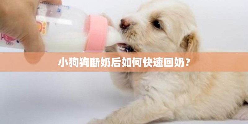 小狗狗断奶后如何快速回奶？