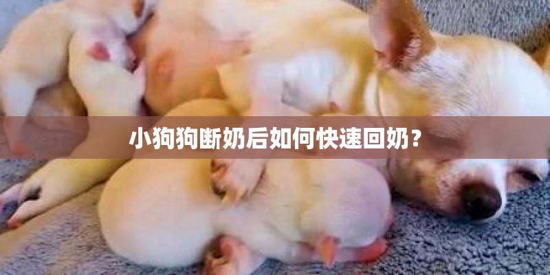 小狗狗断奶后如何快速回奶？