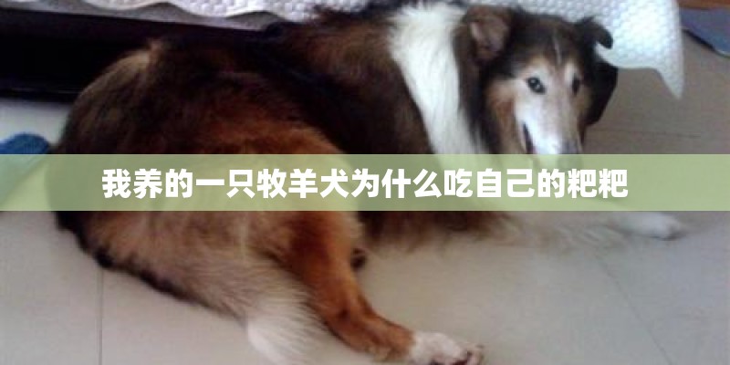 我养的一只牧羊犬为什么吃自己的粑粑