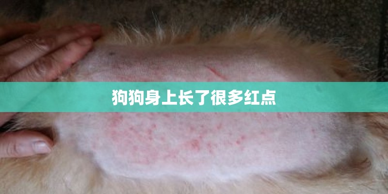 狗狗身上长了很多红点