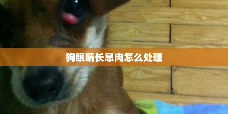 狗眼睛长息肉怎么处理