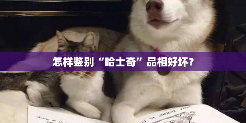 怎样鉴别“哈士奇”品相好坏？
