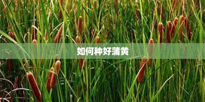 如何种好蒲黄