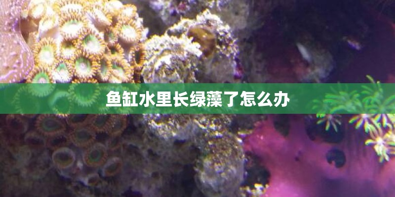 鱼缸水里长绿藻了怎么办