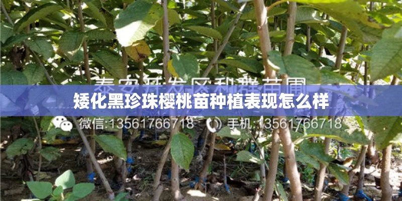 矮化黑珍珠樱桃苗种植表现怎么样