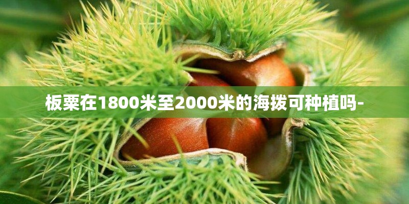 板粟在1800米至2000米的海拨可种植吗-