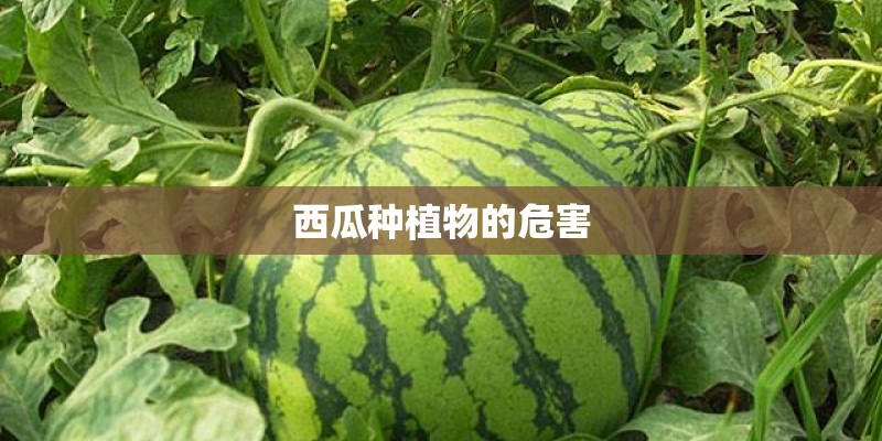 西瓜种植物的危害