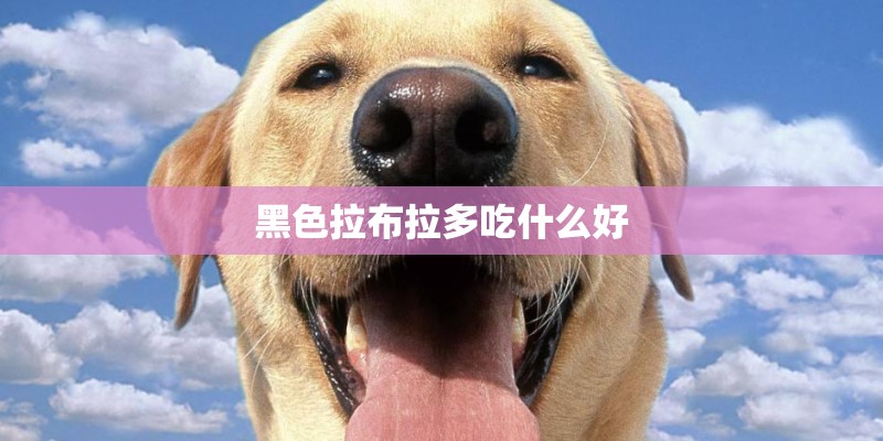 黑色拉布拉多吃什么好