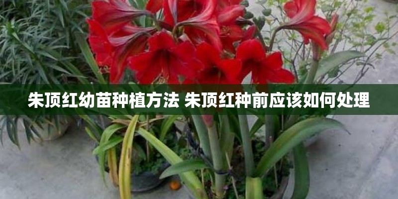 朱顶红幼苗种植方法 朱顶红种前应该如何处理