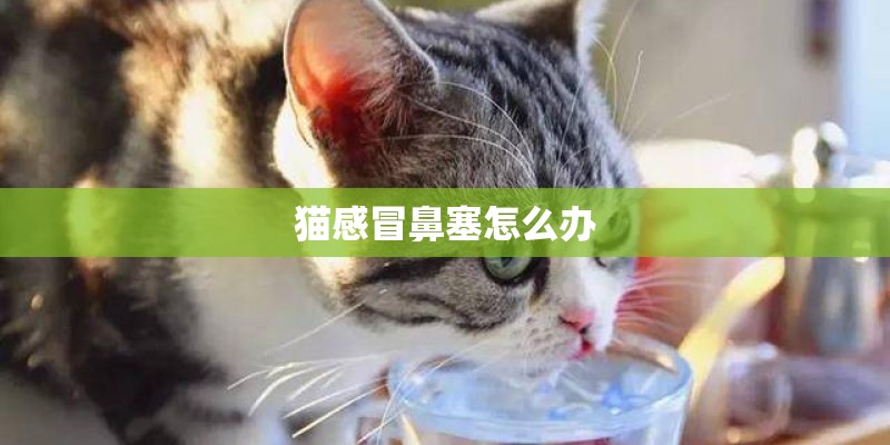 猫感冒鼻塞怎么办