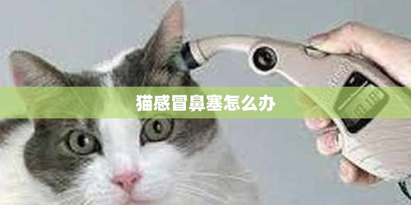 猫感冒鼻塞怎么办