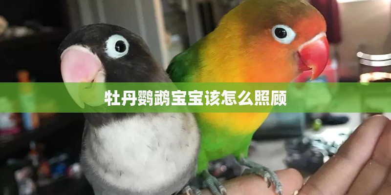 牡丹鹦鹉宝宝该怎么照顾