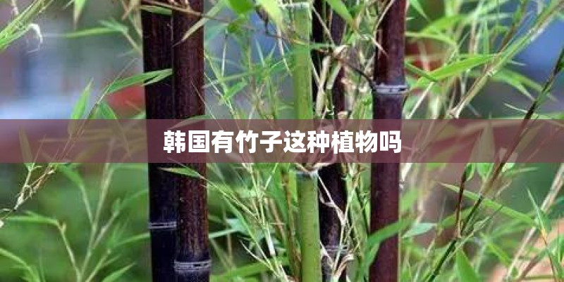 韩国有竹子这种植物吗