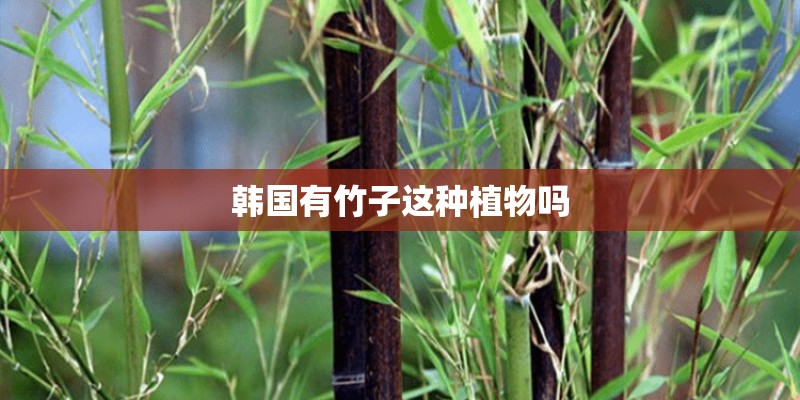韩国有竹子这种植物吗