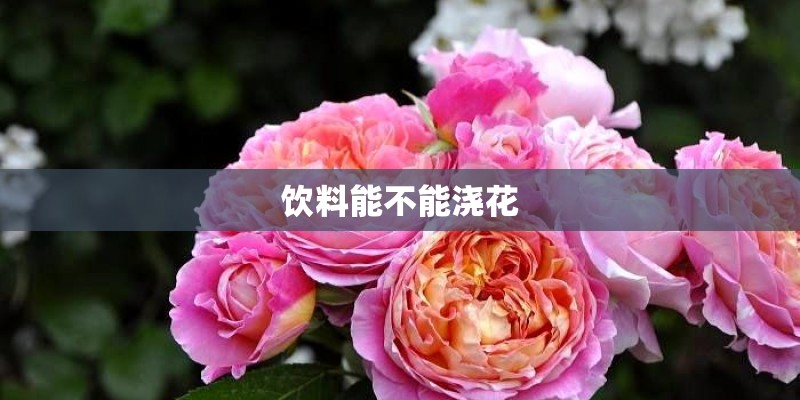 饮料能不能浇花