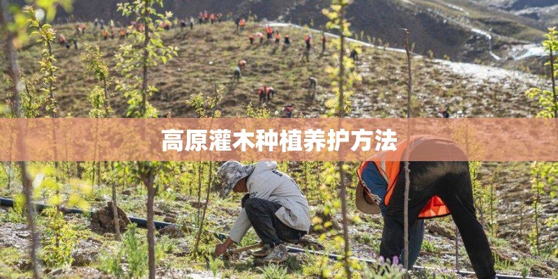高原灌木种植养护方法