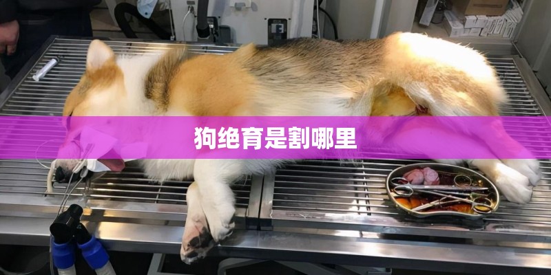 狗绝育是割哪里