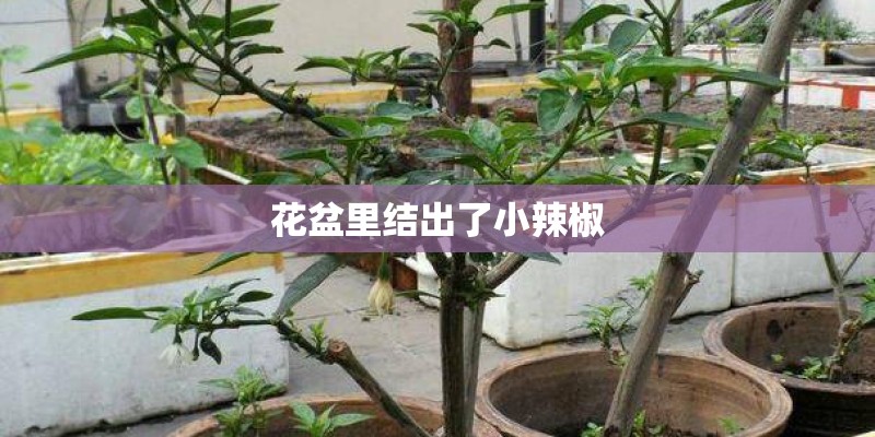 花盆里结出了小辣椒
