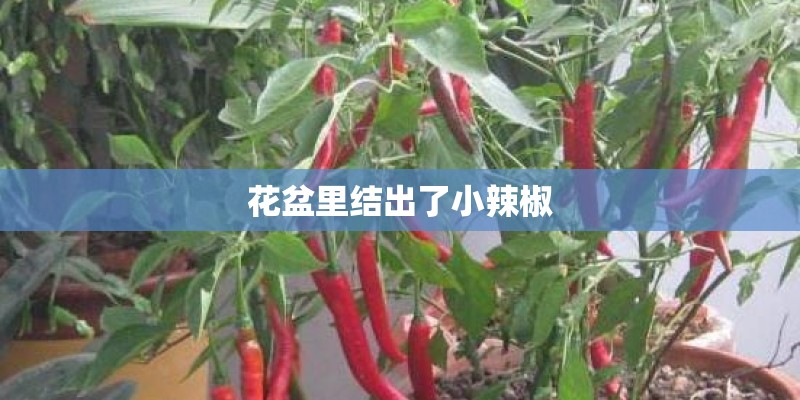 花盆里结出了小辣椒