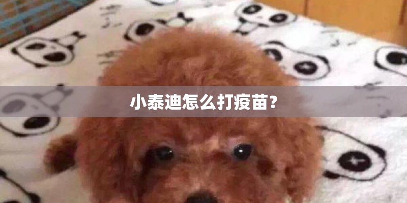 小泰迪怎么打疫苗？