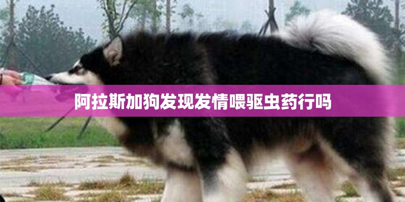阿拉斯加狗发现发情喂驱虫药行吗