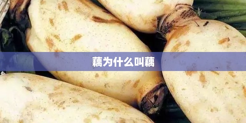 藕为什么叫藕