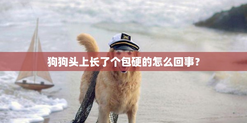 狗狗头上长了个包硬的怎么回事？
