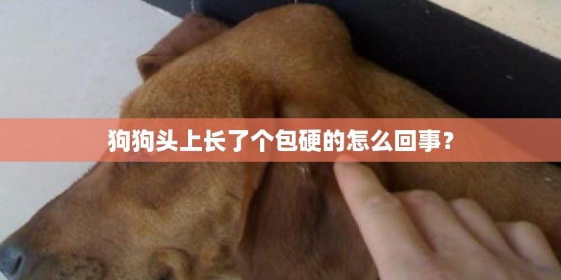 狗狗头上长了个包硬的怎么回事？