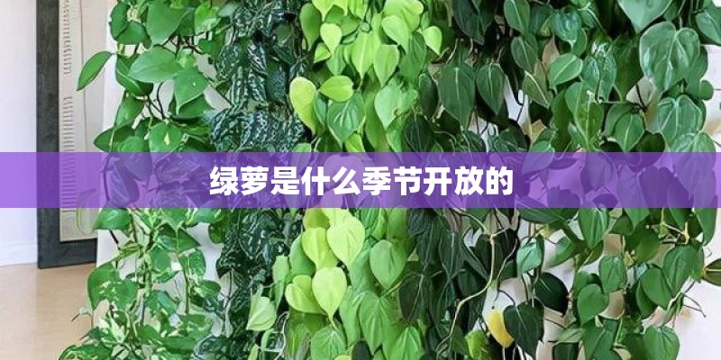 绿萝是什么季节开放的