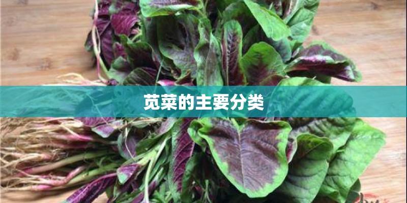 苋菜的主要分类