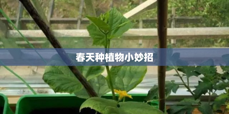 春天种植物小妙招
