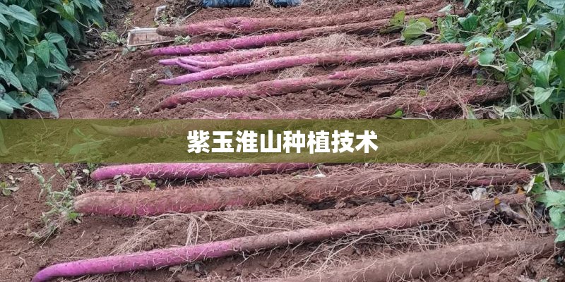 紫玉淮山种植技术