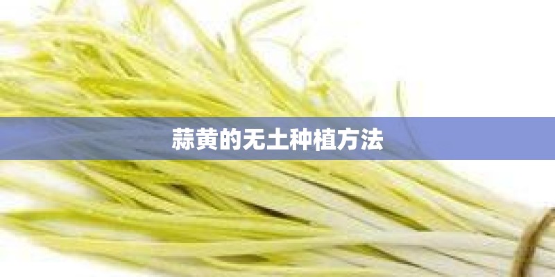 蒜黄的无土种植方法
