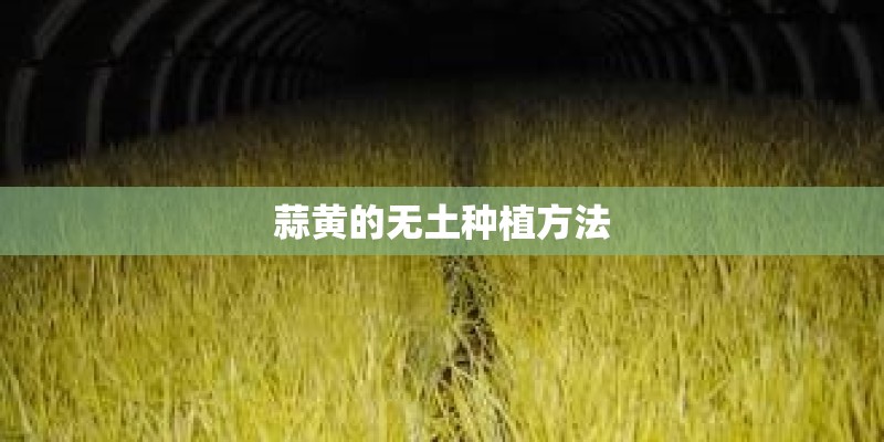 蒜黄的无土种植方法