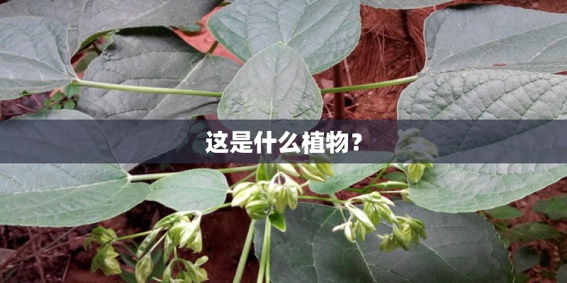 这是什么植物？