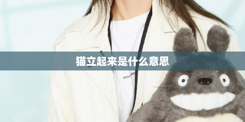 猫立起来是什么意思