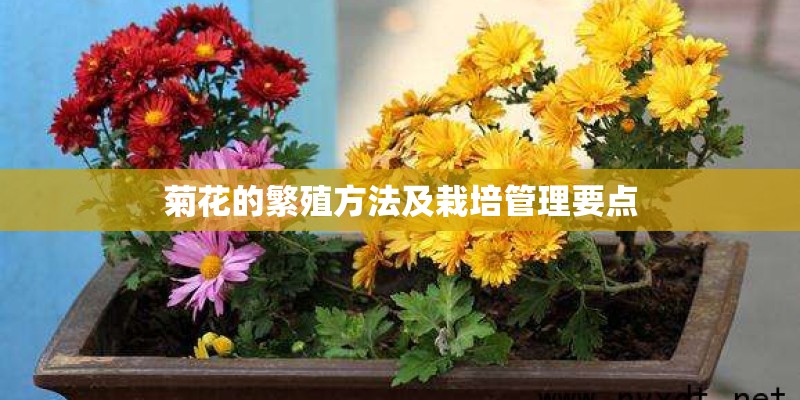 菊花的繁殖方法及栽培管理要点