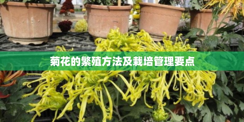 菊花的繁殖方法及栽培管理要点