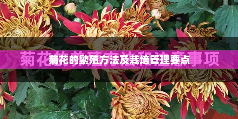 菊花的繁殖方法及栽培管理要点