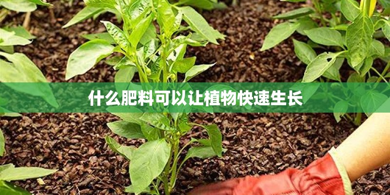 什么肥料可以让植物快速生长 什么肥料可以让植物快速生长